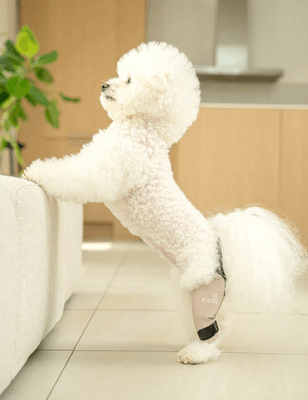 Fitdog