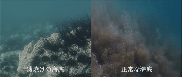 『[short ver] “五島の醤”にかける熱き想い～磯焼けから海を守れ』 より