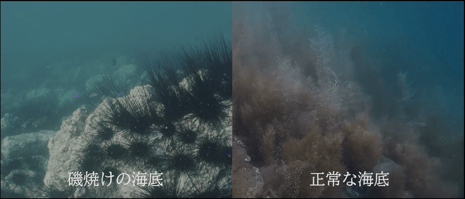 『[short ver] “五島の醤”にかける熱き想い～磯焼けから海を守れ』 より