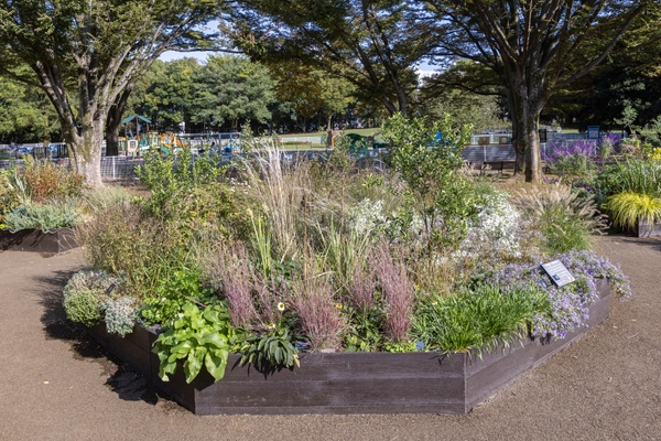 Cガーデンの様子（11月）