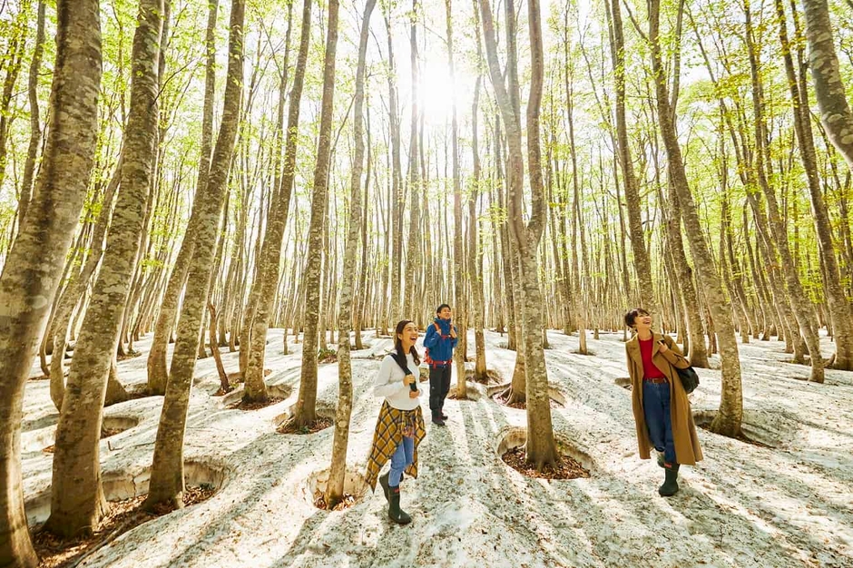木漏れ日で輝くブナ林