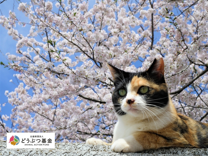 さくらねこ　知っていますか？(3)　写真提供：どうぶつ基金