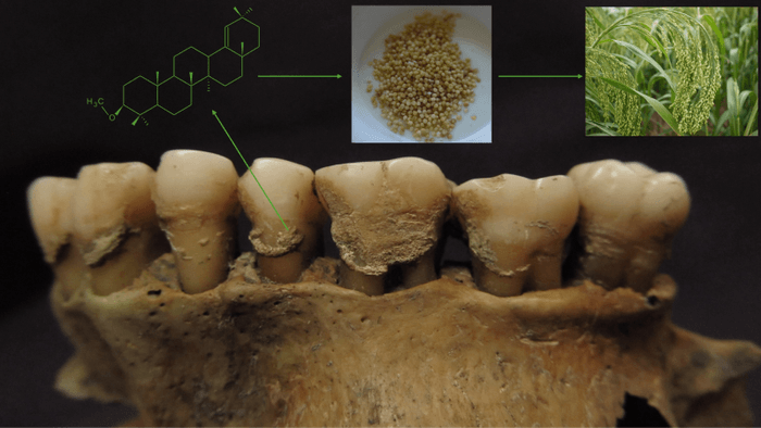 研究成果のイメージ(モトゥザイテ=マトゥゼビチウテ博士作成)