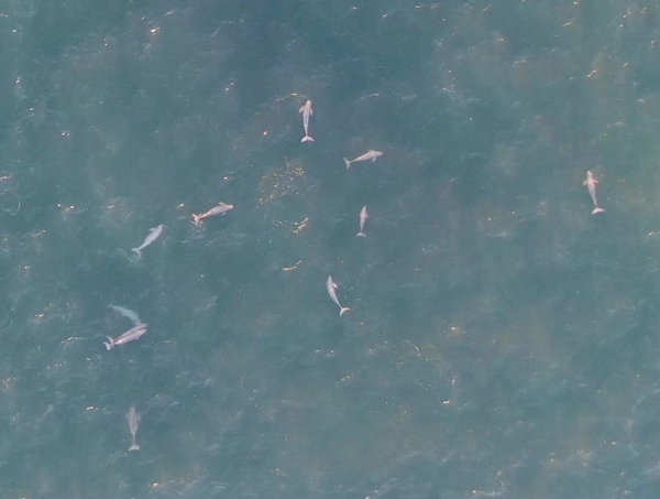 スナメリの集合（2024年12月撮影）