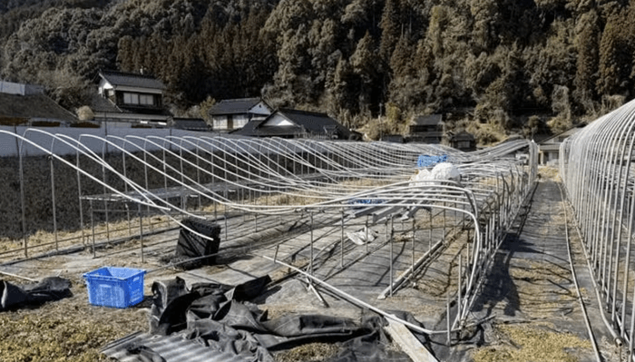 大雪により全壊した育苗パイプハウス30ｍ×2棟