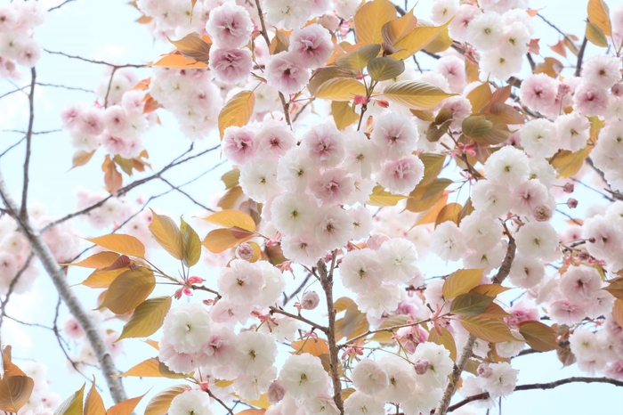 2013.5.4 福島県楢葉町