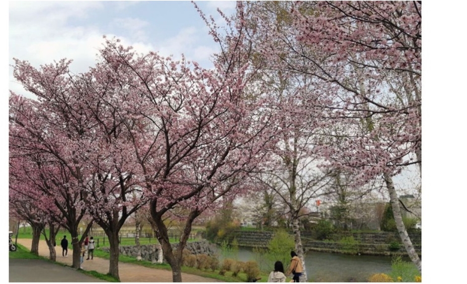 サーモンパーク内／千歳川沿いの桜