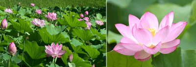 昨年の蓮池の様子