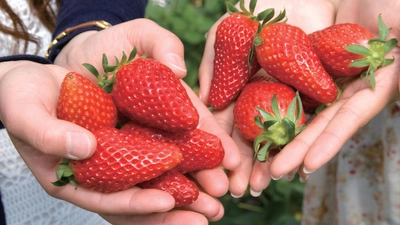 浜名湖でいちご狩り体験＆鰻食べ放題｜ホテルグリーンプラザ浜名湖