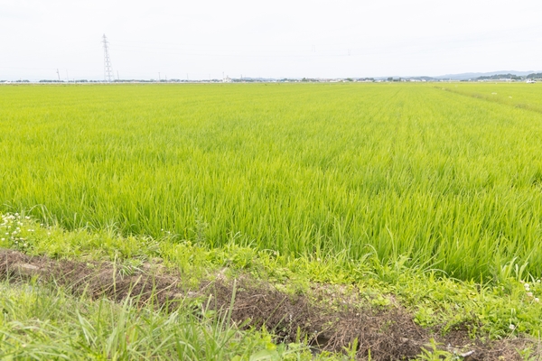 みずみずしい初夏の田んぼ