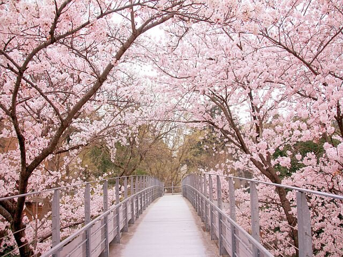 麗澤大学の桜