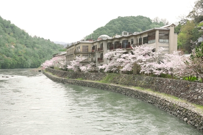 桜満開の宇治川