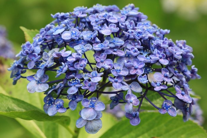 ウズアジサイ（ガクアジサイ系）