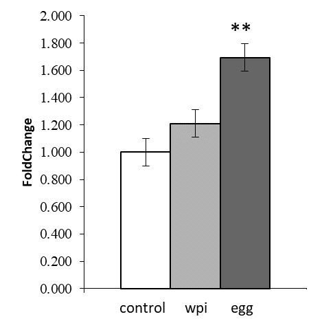 (表2)Myogenin