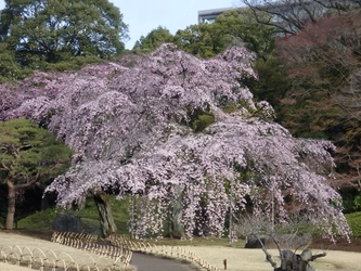 【オンライン講座お申し込み受付中！】緑と水の市民カレッジ  小石川後楽園の歴史と概要