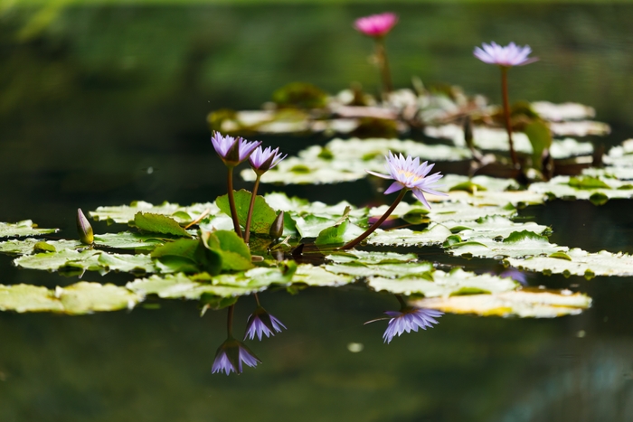ガーデニングミュージアム花遊庭(熱帯睡蓮)