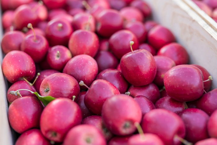 小さなミニりんご~姫りんご~