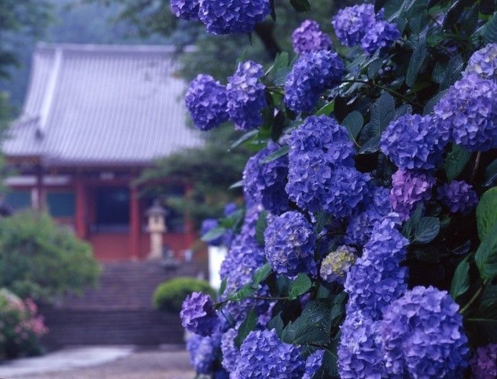 矢田寺のあじさい