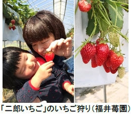 「二郎いちご」のいちご狩り（福井苺園）