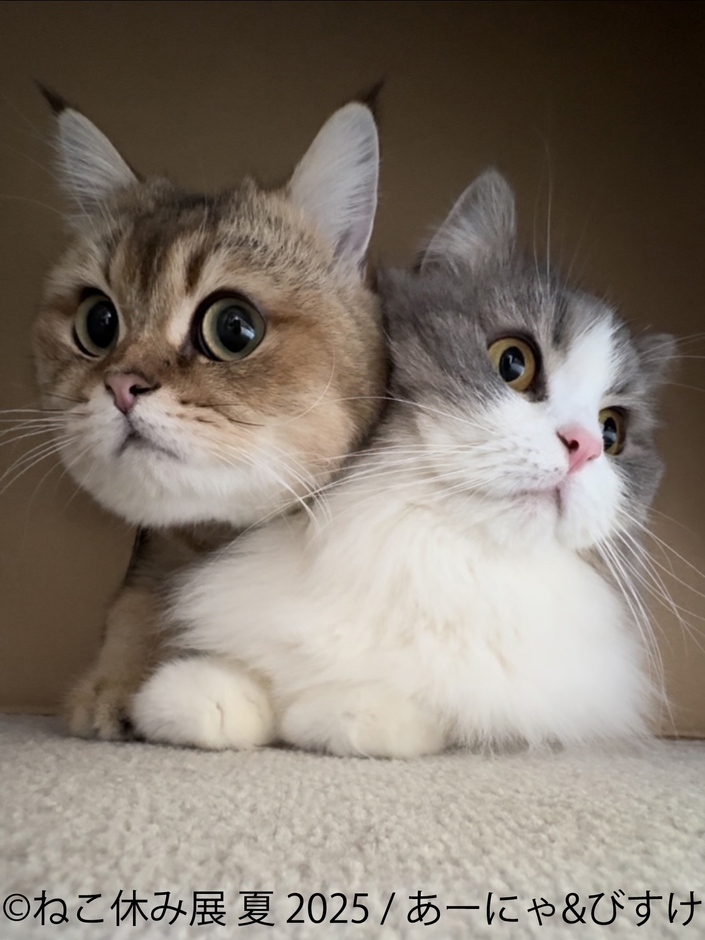 ねこ休み展 展示作品:あーにゃ&びすけ