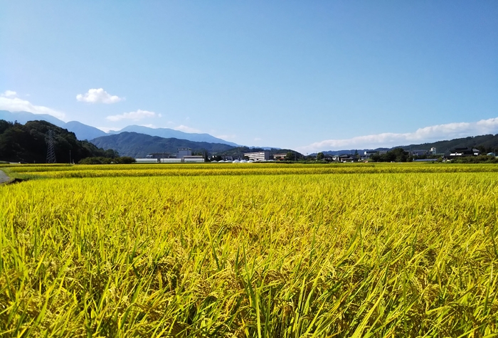 おいしいお米を生産する為の条件がそろった山梨県北杜市武川町の「武川米コシヒカリ」