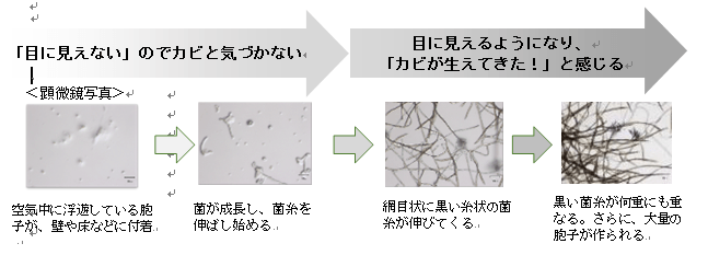 黒カビ発生のメカニズム