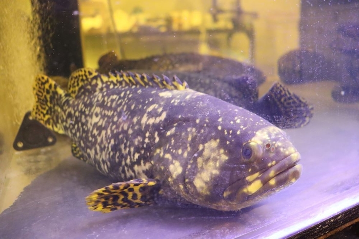 生徒の手で大きく育った“幻の高級魚”タマカイ