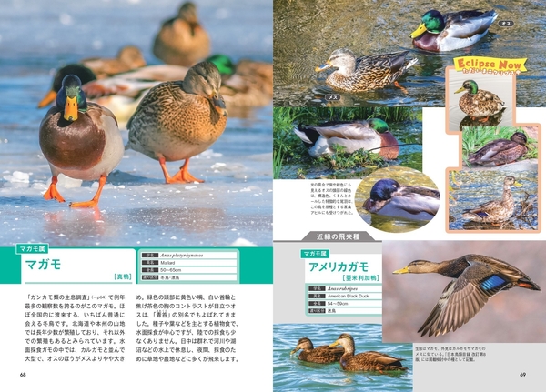 マガモ属　マガモ アメリカガモ