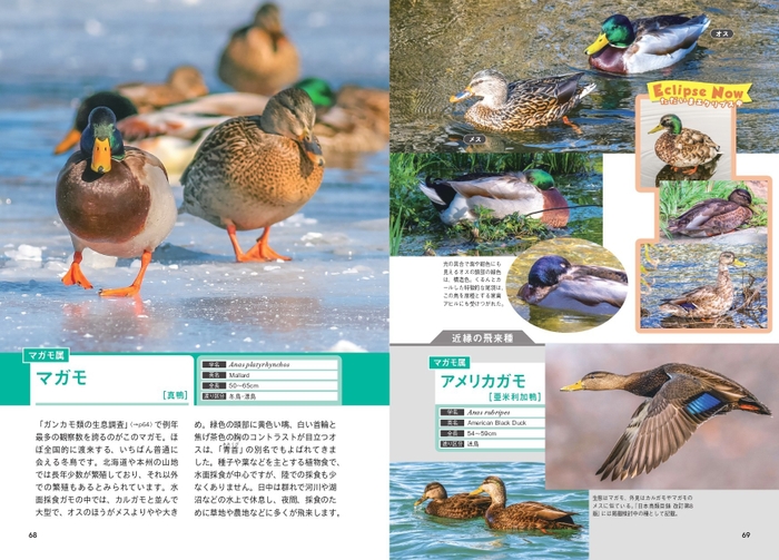 マガモ属　マガモ アメリカガモ