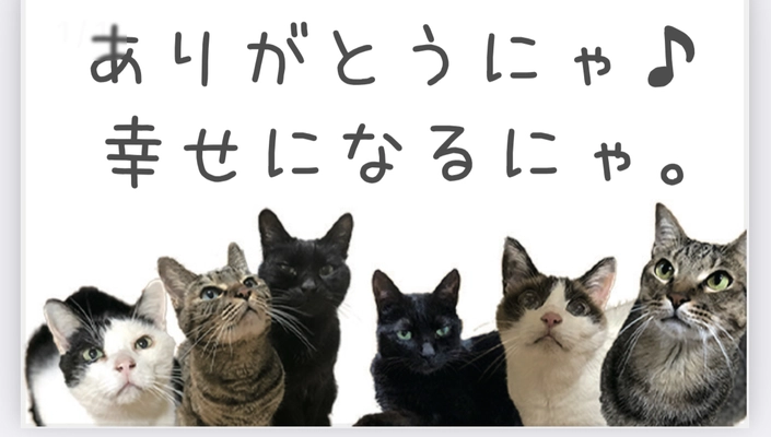 家族をうしなった猫が一時的に安心・安全に暮らせる 『猫の仮暮らしハウス』設営のプロジェクトを クラウドファンディングCAMPFIREにて開始