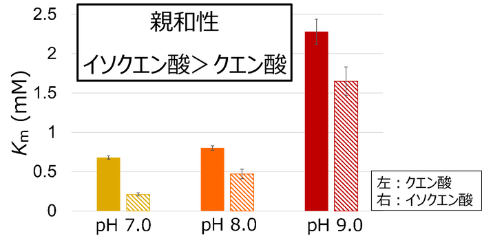 図2. SyAcnBのクエン酸とイソクエン酸に対するKm値