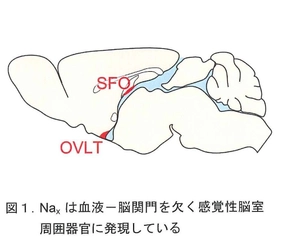 基礎医学医療研究に向けた助成金「生体の科学賞」　 基礎生物学研究所の野田 昌晴氏が第2回の受賞者に決定