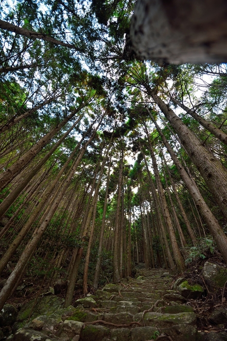 熊野古道松本峠_2