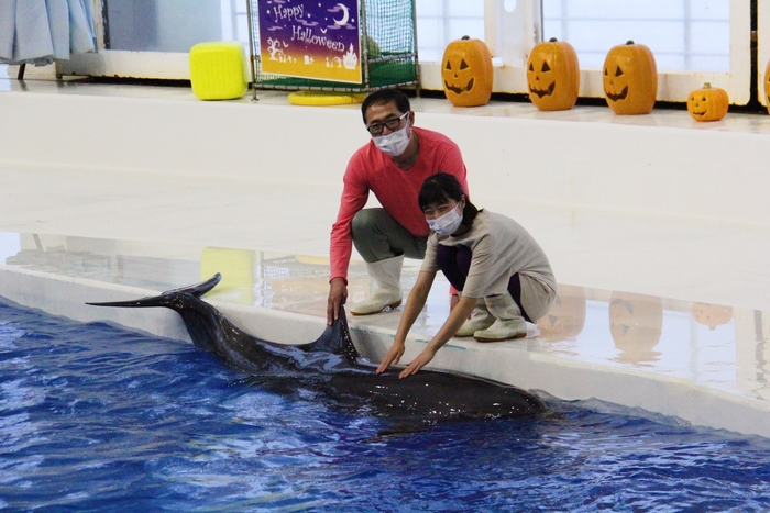 「月曜限定 イルカふれあいセット」※画像はイメージです