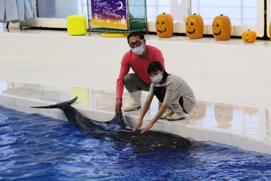 「月曜限定 イルカふれあいセット」※画像はイメージです