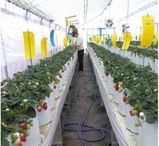 農事組合法人 島-実がなる様子