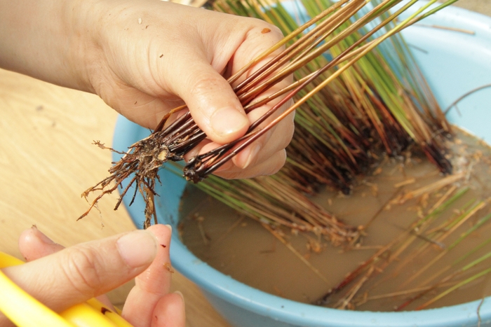 株分けし箱苗にし、植え付けの準備をします