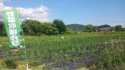 美味しさに絶対の自信！竹肥料農法の野菜　 収穫体験＆畑で食べ放題