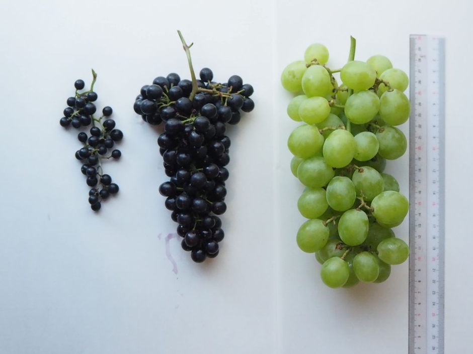（左から）シラガブドウ、マスカットシラガイ、マスカット・オブ・アレキサンドリア