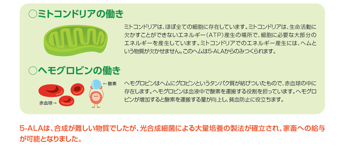 5ALA説明図2