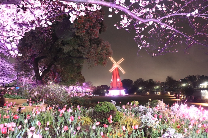 浮間公園のライトアップ(昨年の様子)