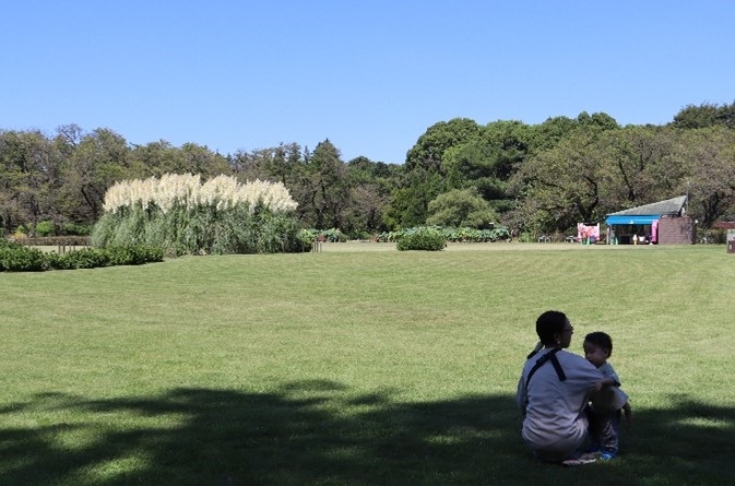 パンパスグラス(令和5年度)