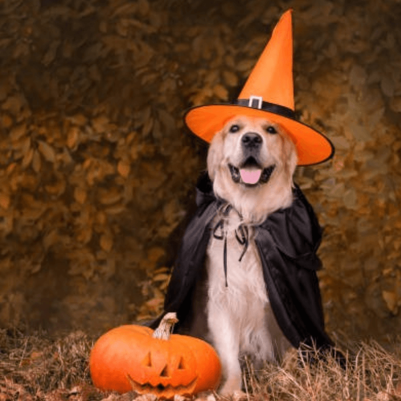 魔女に仮装したわんちゃん