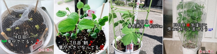 キットで栽培の様子