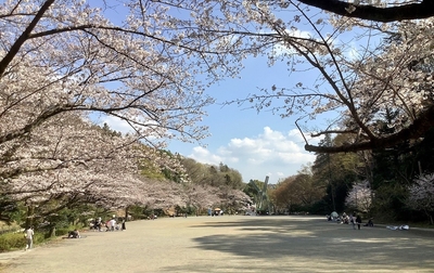 芹ヶ谷公園会場