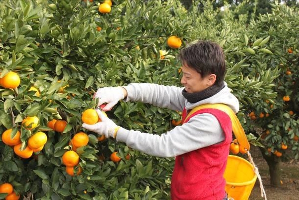 近大みかんの収穫(農場実習にて)