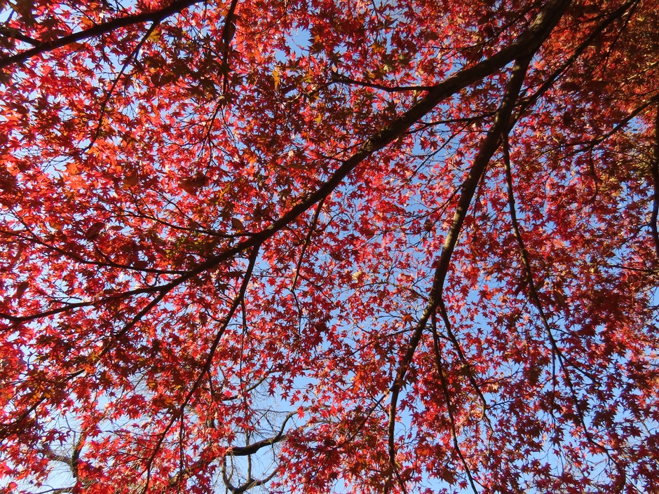紅葉と青空(11月29日撮影)