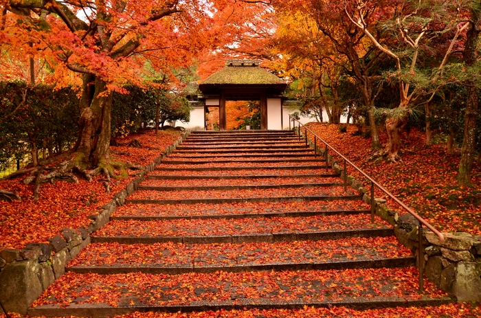 秋の特別早朝拝観プラン(安楽寺)