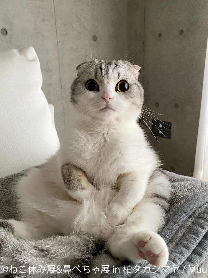 人気猫が集結する『ねこ休み展』×ぶひ可愛い『鼻ぺちゃ展』 3月26日