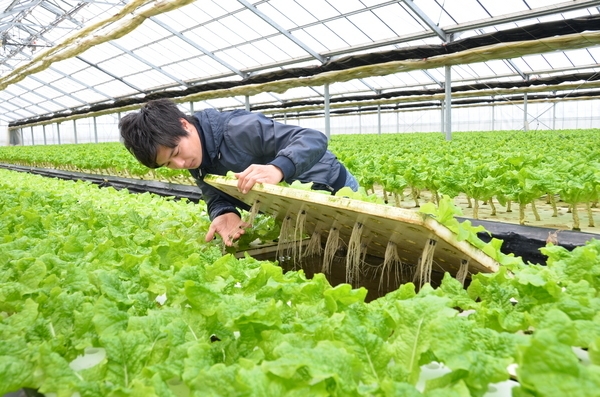 ハウスにて苗の成長を確認